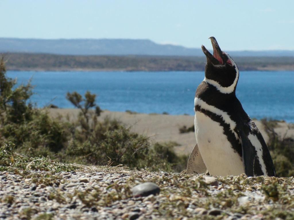 Cheltum Hotel Trelew Eksteriør billede
